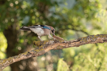 Arrendajo euroasiático cazando un ratón en el bosque (Garrulus glandarius)