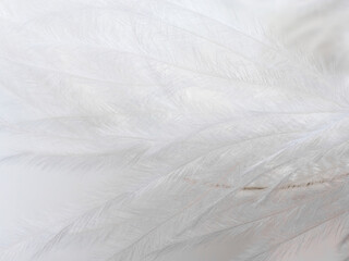 White feather, close-up