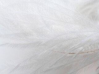 Obraz premium White feather, close-up