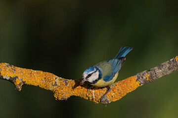 herrerillo común en una rama con liquen y fondo verde (cyanistes caeruleus),