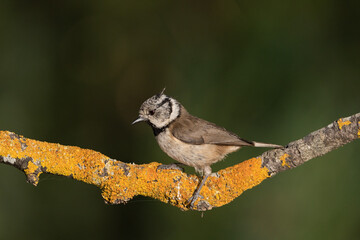 Arrendajo euroasiático en el estanque del bosque (Garrulus glandarius)