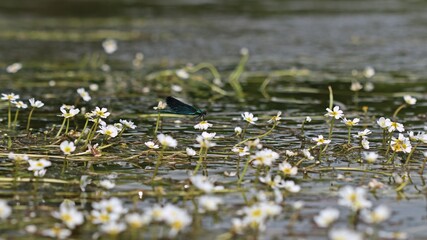Männliche Blauflügel-Prachtlibelle (Calopteryx virgo) auf Flutendem Wasserhahnenfuß (Ranunculus fluitans)