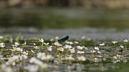 Männliche Blauflügel-Prachtlibelle (Calopteryx virgo) auf Flutendem Wasserhahnenfuß (Ranunculus fluitans)