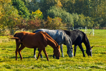 Obraz premium Three Differently Coloured Horses Eating on a Meadow