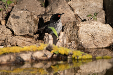 Curruca cabecinegra en las piedras de la charca del parque  (Sylvia melanocephala)