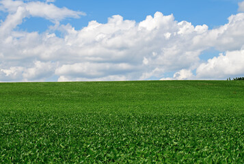 Rolling hillside of soybeans in the golden afternoon summer sun. Glycine max commonly known as soybean in North America or soya bean is a species of legume grown for its edible bean. 