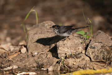 Curruca cabecinegra en las piedras de la charca del parque  (Sylvia melanocephala)
