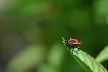 Close-up of a black and red fire bug (Pyrrhocoris apterus) waiting on the leaf of a peppermint plant