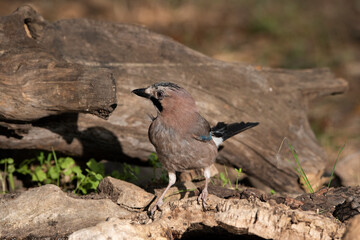 Arrendajo euroasiático bebiendo en el estanque del bosque (Garrulus glandarius)