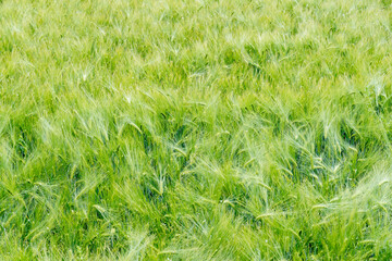 field of growing green barley with many spikelets close up