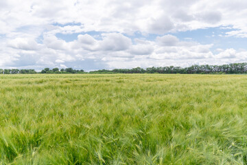 Obraz premium field of growing green barley with many spikelets. Scenic, rural, agrarian view