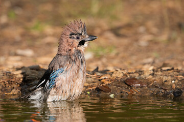 Arrendajo euroasiático bañándose en el estanque del bosque (Garrulus glandarius)