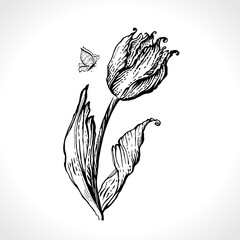 Blooming tulip and butterfly vector monochrome illustration. 