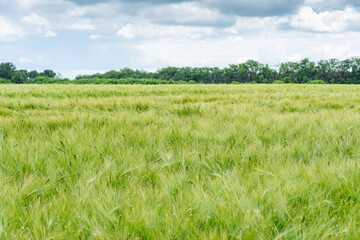 field of growing green barley with many spikelets. Scenic, rural, agrarian view
