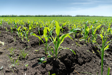 Fototapeta na wymiar Field with green sprouts of young corn on a sunny day in spring