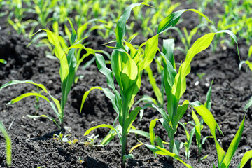 Field with green sprouts of young corn on a sunny day in spring