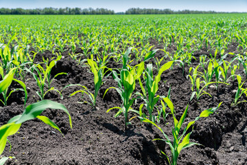 Field with green sprouts of young corn on a sunny day in spring