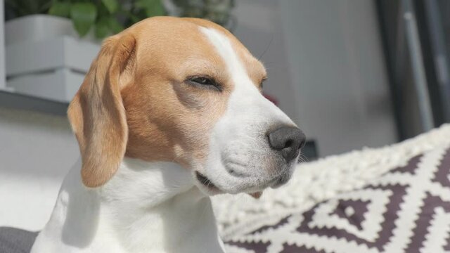 Head closeup of beagle dog in sun. Flappy ears on wind. Dog theme