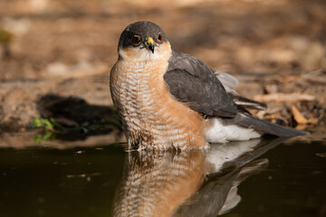 Gavilán común bañándose en el estanque del bosque (Accipiter nisus)