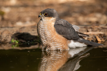 Gavilán común bañándose en el estanque del bosque (Accipiter nisus)