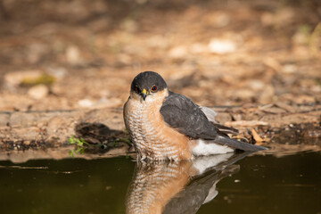 Gavilán común bañándose en el estanque del bosque (Accipiter nisus)