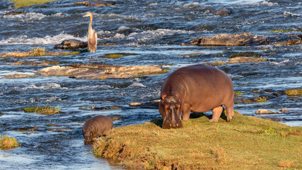 African wildlife scene with hippopotamus and calf grazing on a river bank and a crocodile and goliath heron in the background - obrazy, fototapety, plakaty