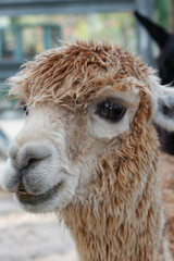Fototapeta premium Portrait of a cute, young Alpaca