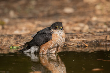 Gavilán común bañándose en el estanque del bosque (Accipiter nisus)