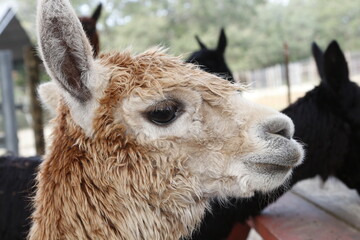 Fototapeta premium Portrait of a cute, young Alpaca