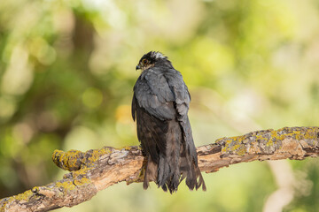 Gavilán común posado en una rama con líquenes en el bosque (Accipiter nisus)