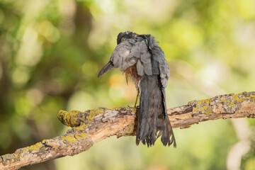 Gavilán común posado en una rama con líquenes en el bosque (Accipiter nisus)