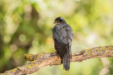 Gavilán común posado en una rama con líquenes en el bosque (Accipiter nisus)