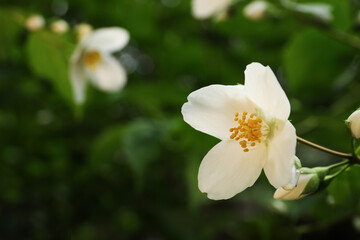 Fototapeta na wymiar Closeup view of beautiful jasmine flower outdoors. Space for text