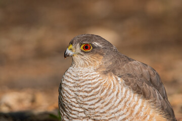 Gavilán común bañándose en el estanque del bosque (Accipiter nisus)