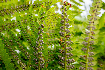 Sporangia on fern. Groupes de sporanges on fern leaves. Reproduction of olypodiopsida or...