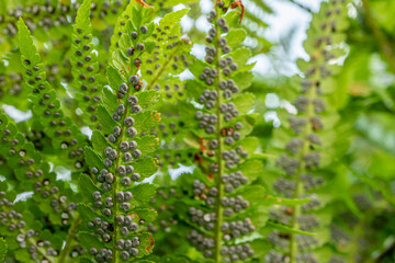 Fototapeta na wymiar Sporangia on fern. Groupes de sporanges on fern leaves. Reproduction of olypodiopsida or Polypodiophyta.