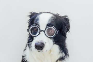 Funny portrait of puppy dog border collie in comical eyeglasses isolated on white background. Little dog gazing in glasses like student professor doctor. Back to school. Cool nerd style. Funny pets.