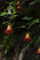Bicácaro, planta trepadora endémica de Canarias