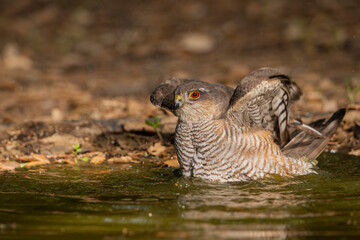 Gavilán común bañándose en el estanque del bosque (Accipiter nisus)
