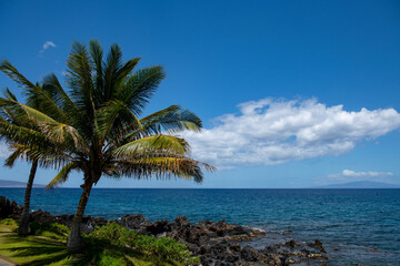 Landscape tranquil beach. Hawaii background, tropical Hawaiian paradise with palm.