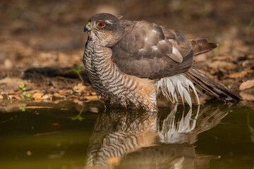 Gavilán común bañándose en el estanque del bosque (Accipiter nisus)