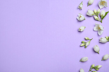 Fototapeta na wymiar Flat lay composition with beautiful jasmine flowers on lilac background. Space for text