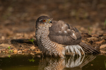 Gavilán común bañándose en el estanque del bosque (Accipiter nisus)