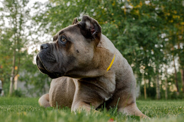 Obraz premium Portrait of an italian cane corso, color formentino. On the green lawn. Strong, powerful dog.