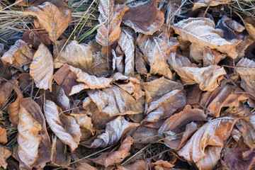 Fallen leaves in the frost