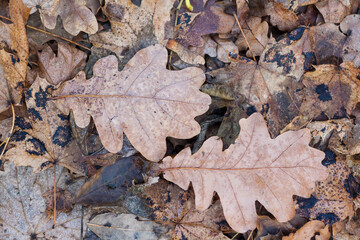 Dry autumn oak leaves lie on fallen leaves