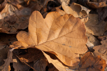 A yellow oak leaf lies on the fallen leaves