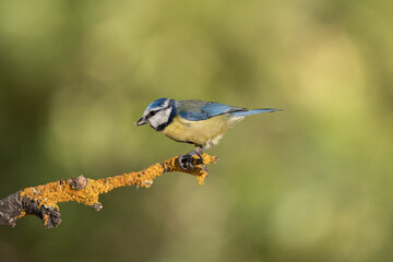 Herrerillo común posado en una rama con líquenes  (Cyanistes caeruleus)