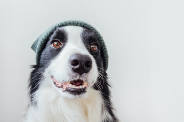 Funny portrait of cute smiling puppy dog border collie wearing warm knitted clothes hat isolated on white background. Winter or autumn portrait of new lovely member of family little dog.