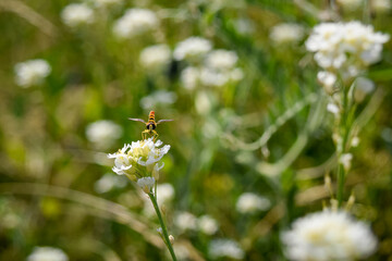 Fly on a flower